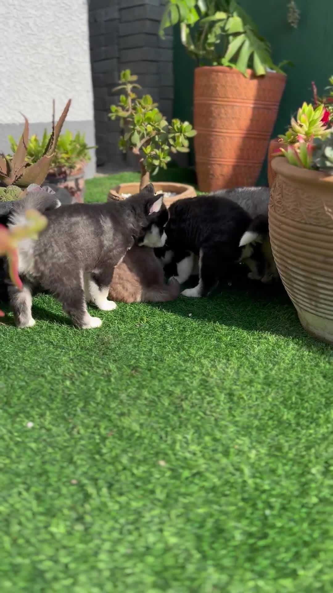 Siberian Husky dogs for sale: Siberian husky puppies - Video 5