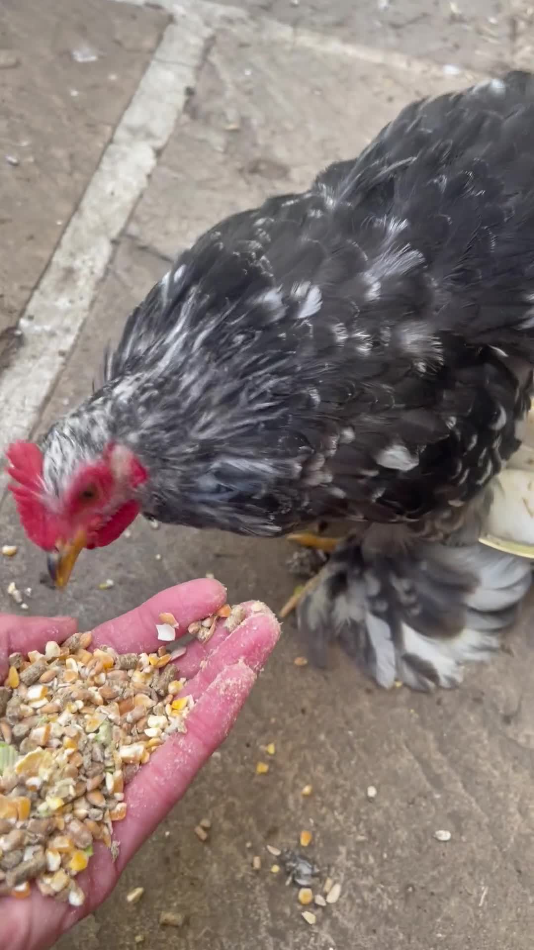 Netherland Dwarf rabbits for sale: Stunning Group of Young Pekin Bantams - Video 1