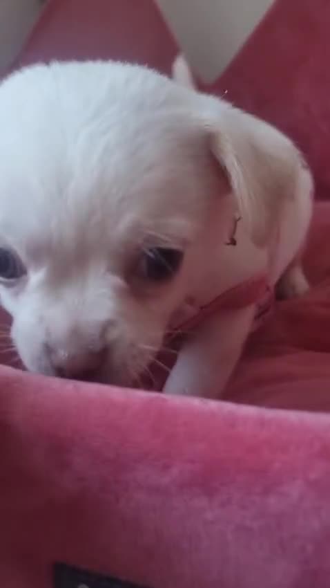 Chihuahua dogs for sale: Gorgeous Smooth coat KC registered chihuahuas - Video 1