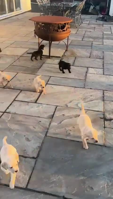 Labrador Retriever dogs for sale: Beautiful Labrador Puppies - Video 1