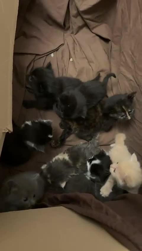 Mixed Breed cats for sale: Outstandingly gorgeous mixed kittens  - Video 1