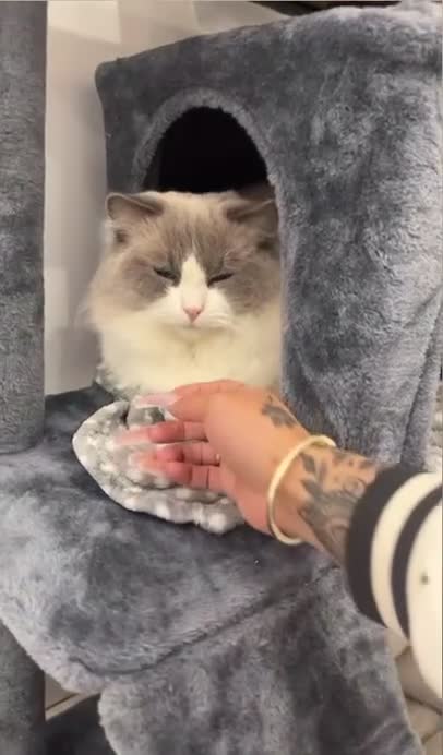 Ragdoll cats for stud: TICA RAGDOLL STUD CAT FOR SALE GRAND EUR CHAMP BL! - Video 1