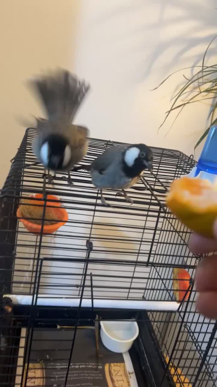 Mixed Breed birds for sale: White ear bulbuls - Video 2