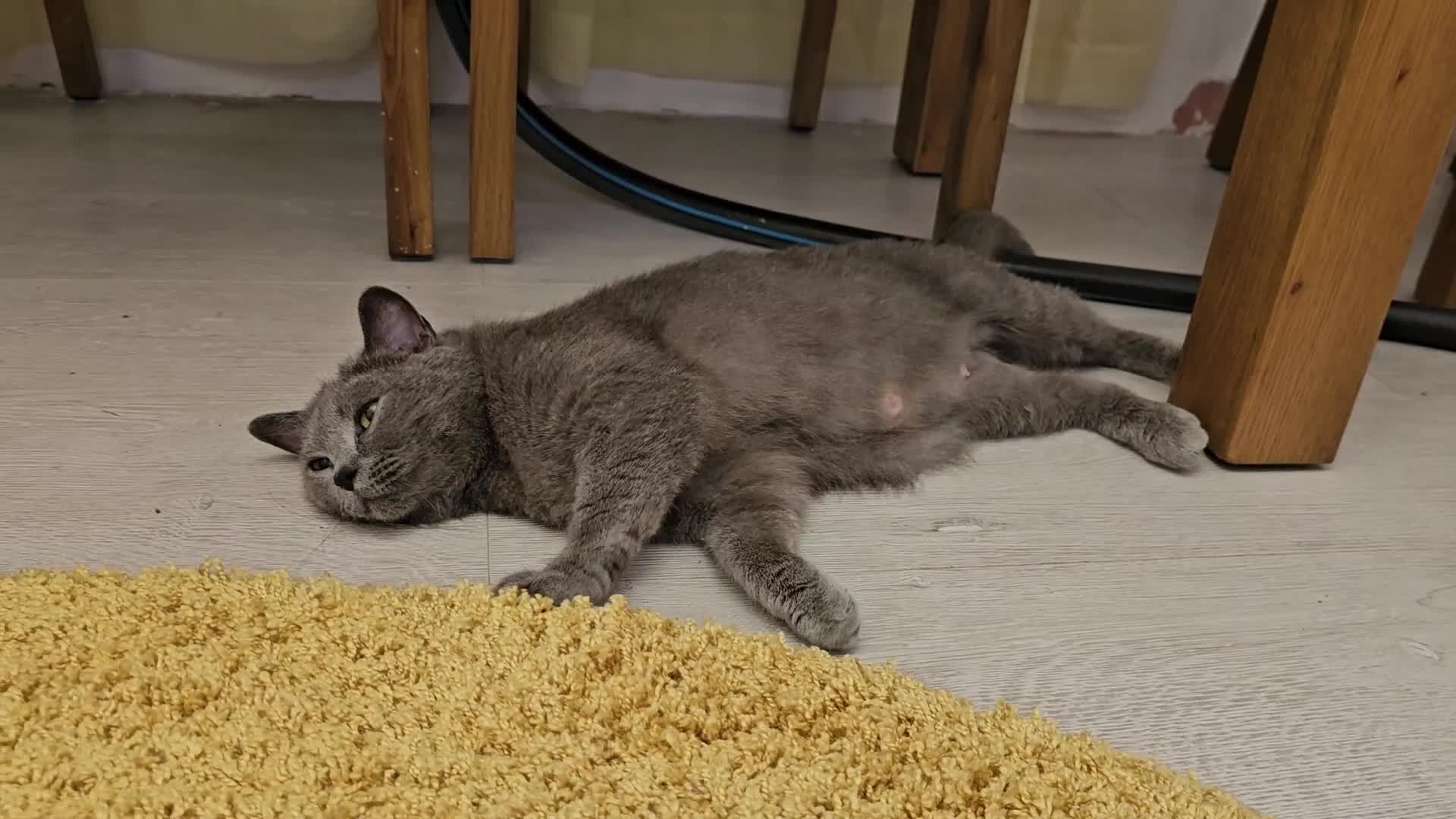 British Shorthair cats for sale: 4 years old British Short-hair - Video 1