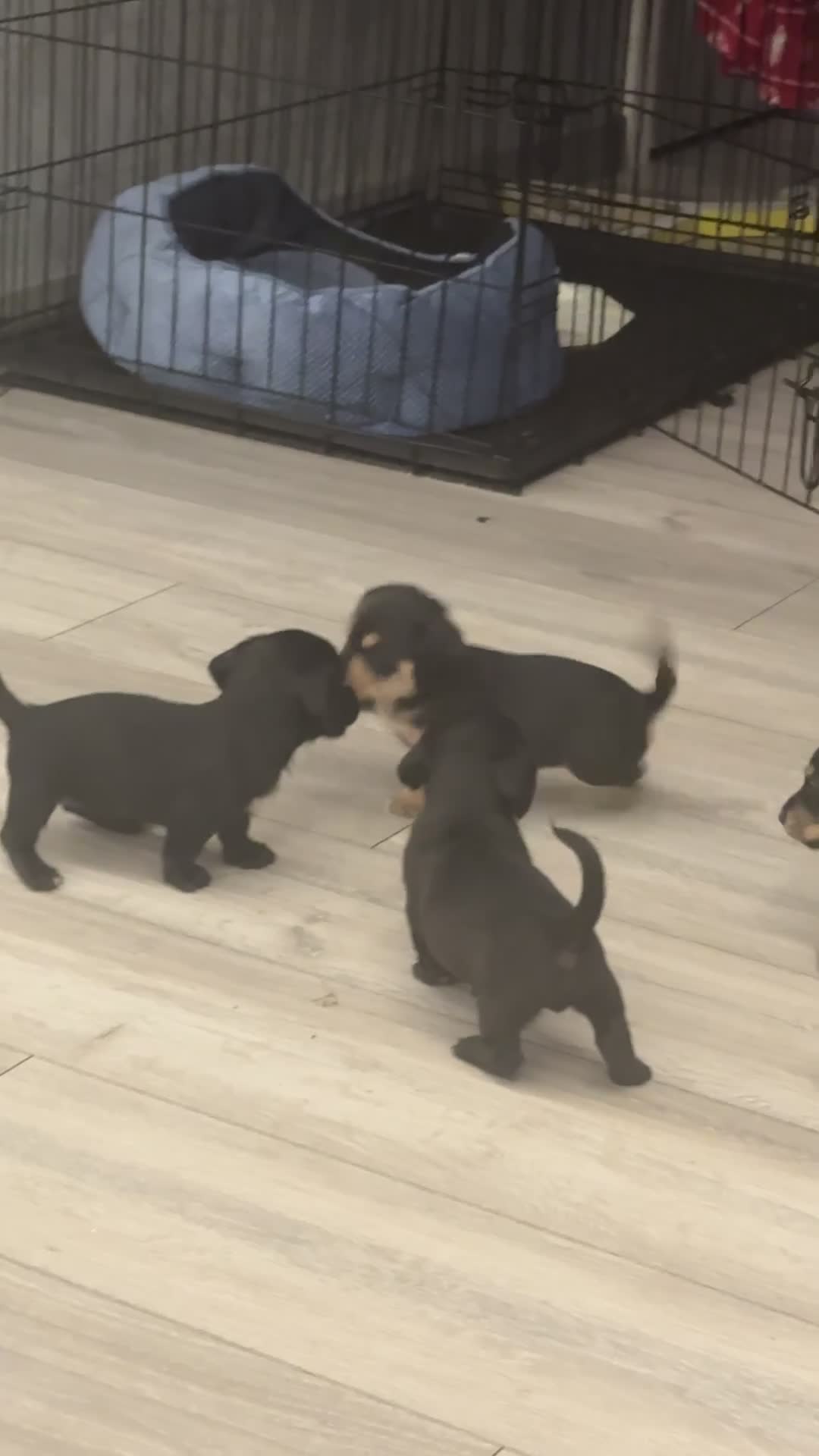 Mixed Breed dogs for sale: Mauxie Fluffy puppies maltese X dachshund mini in Scunthorpe - Video 1