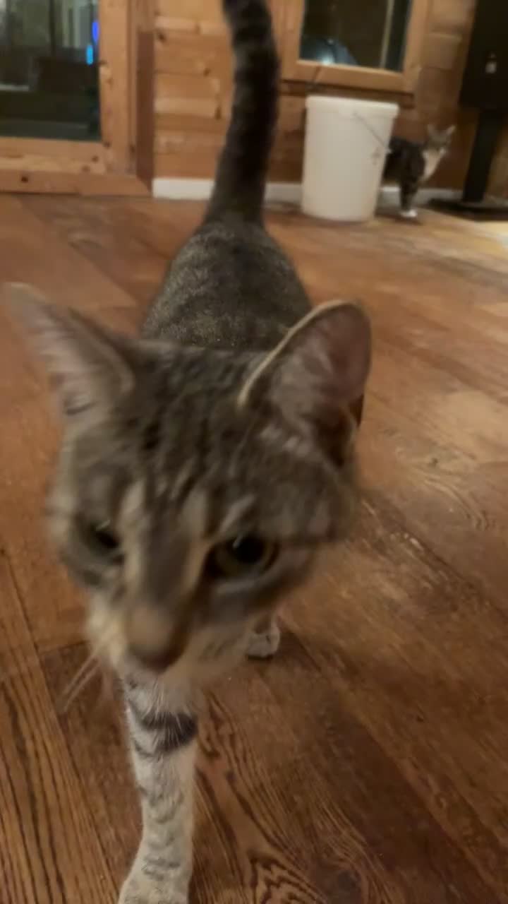 Mixed Breed cats for sale: Beautiful Grey Female Cat for Sale  - Video 1