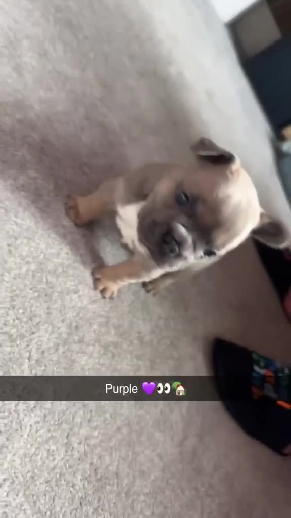 French Bulldog dogs for sale: L4 FLUFFY FRENCH BULLDOG PUPPIES — 2 AVAILABLE  - Video 1