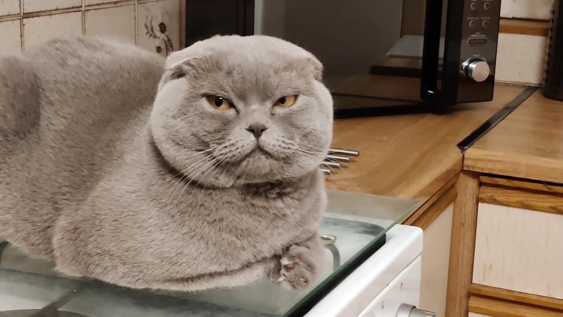 Scottish Fold cats for sale: Show quality Scottish fold  - Video 1