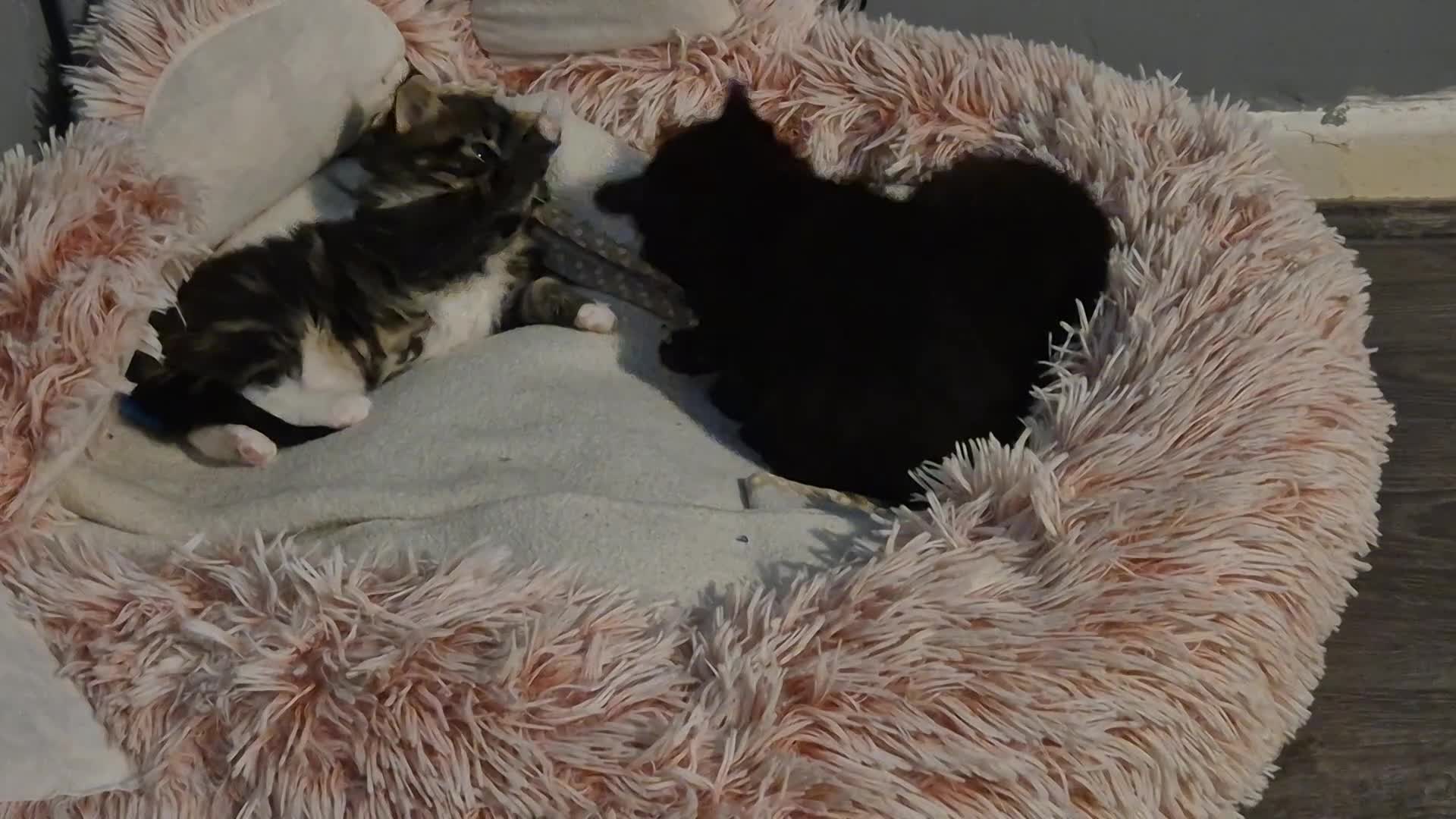 Maine Coon cats for sale: Maine Coon cross - Video 2