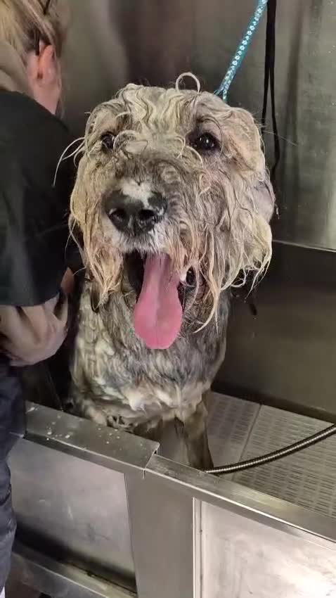 Mixed Breed dogs for adoption: 💚 Oscar - our bear boy💚 - Video 1