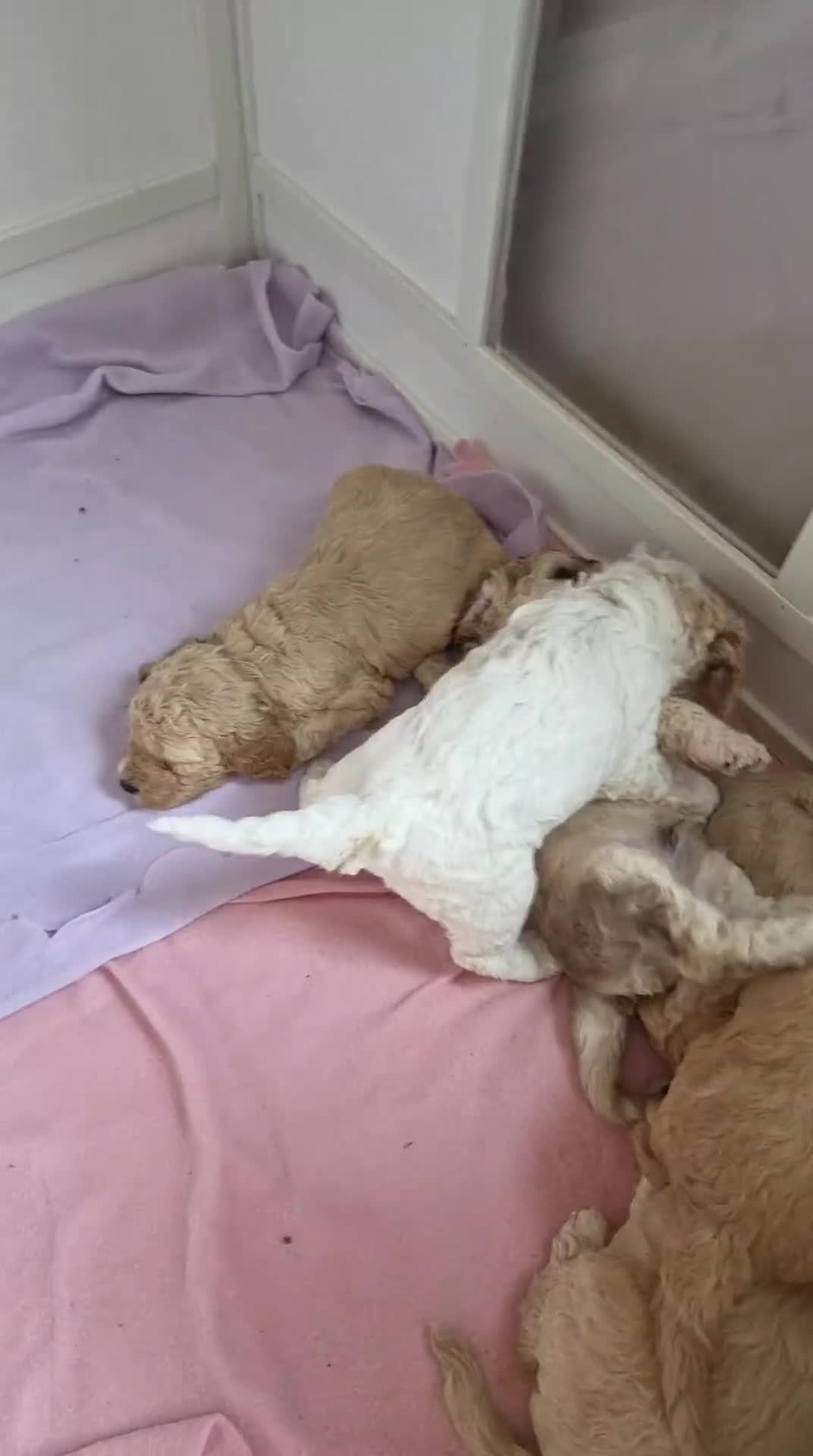 Cockapoo dogs for sale: 5 Beautiful Cockapoo Puppies in Stone - Video 1