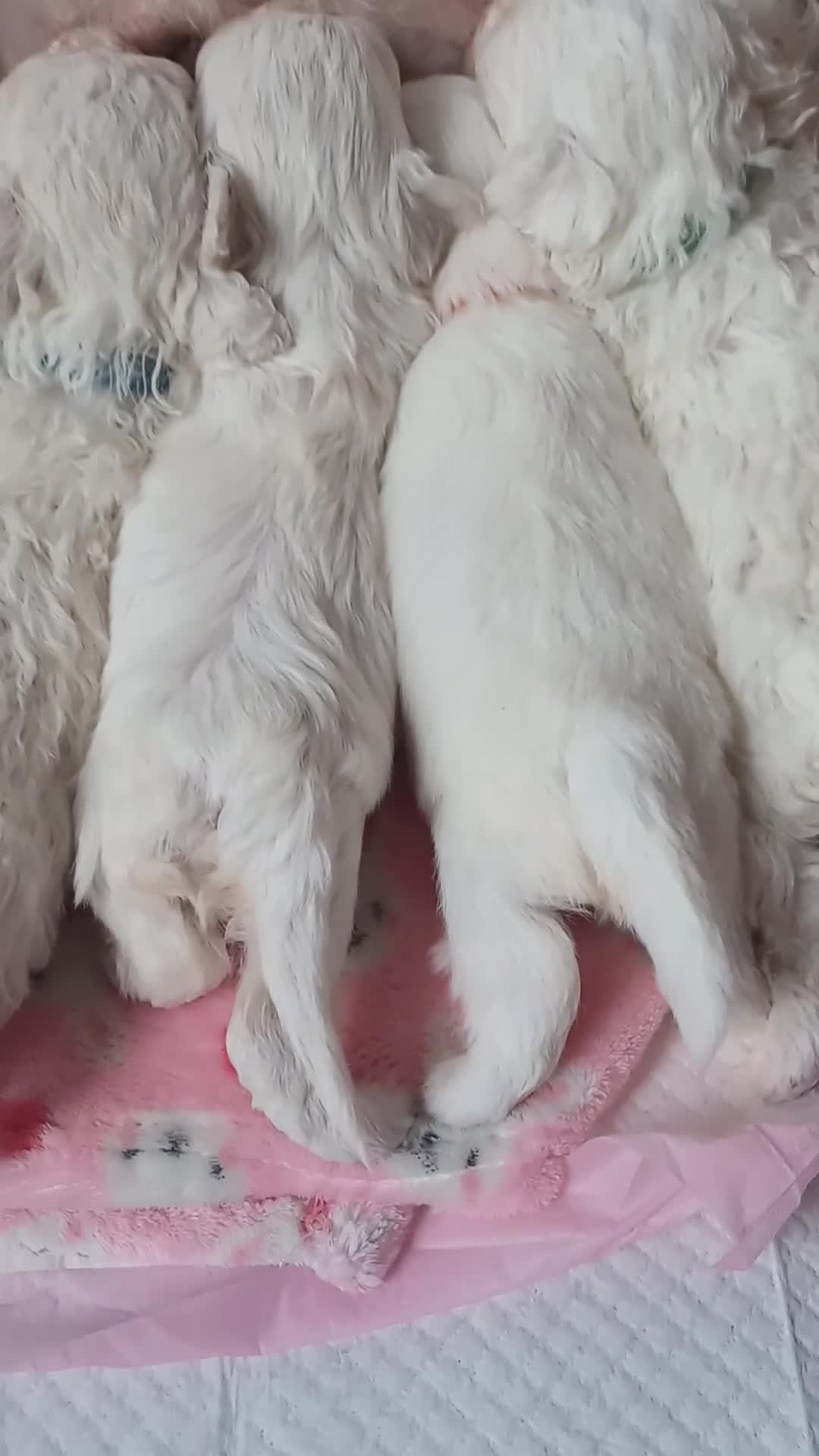 Bichon Frise dogs for sale: GORGEOUS BICHON FRISE❤️ 2 girls 3 boys - Video 3