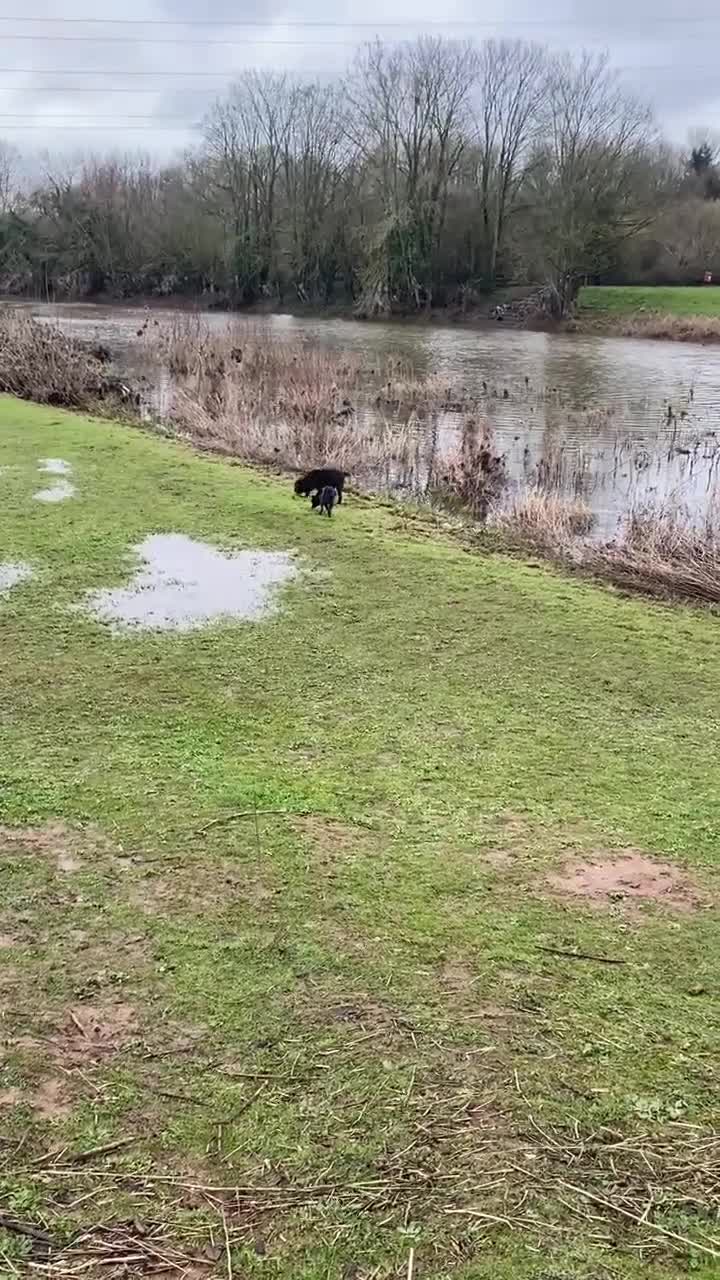 Mixed Breed dogs for adoption: Adorable Trixie is ready for her forever home - Video 4