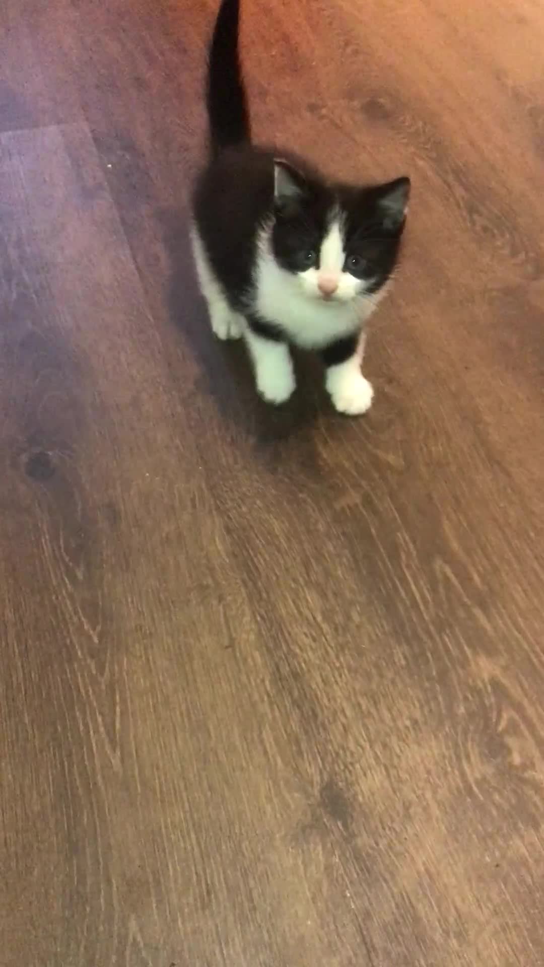 Mixed Breed cats for sale: 6 beautiful kittens for sale READY NOW - Video 1