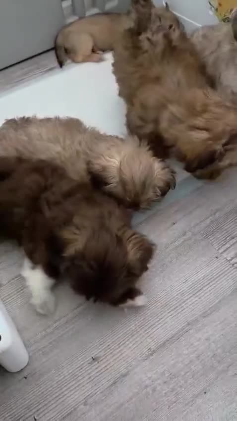 Shih Tzu dogs for sale: Beautiful imperial shih tzu in Barnsley - Video 1