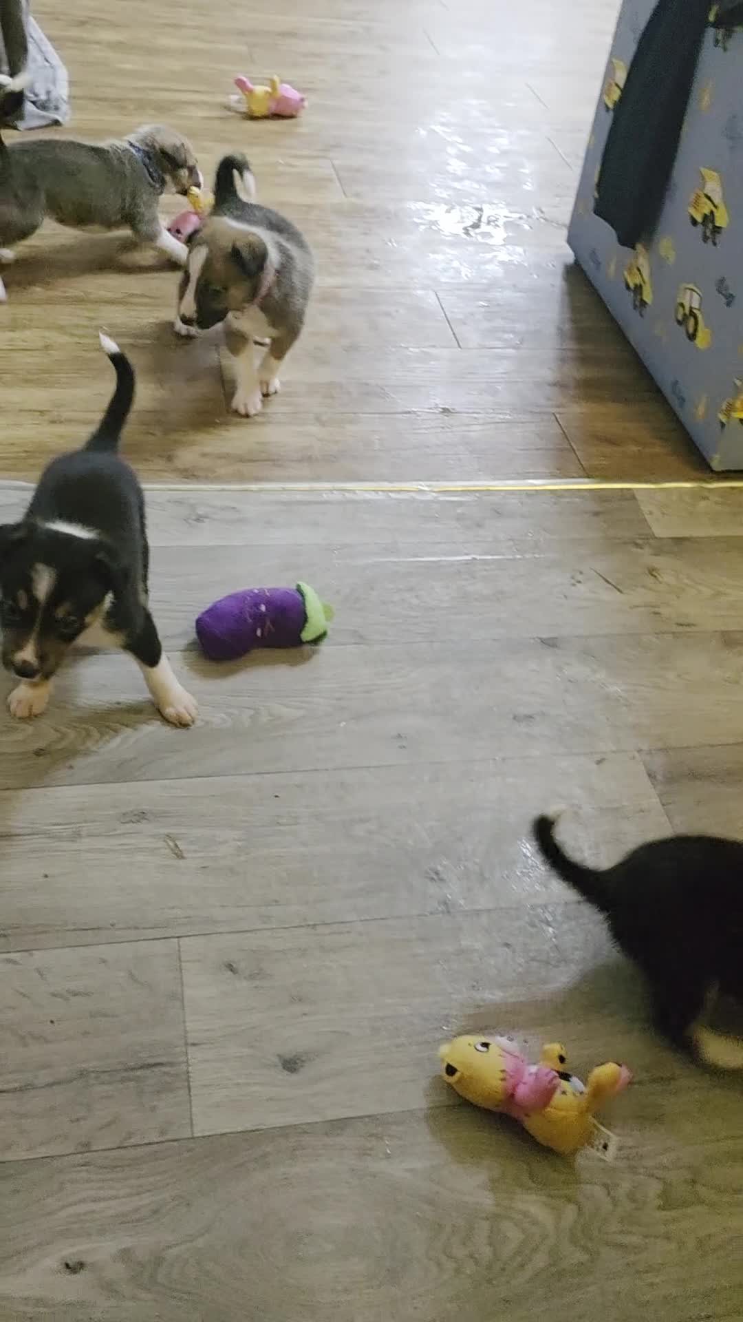 Mixed Breed dogs for sale: Beautiful collie x kelpie puppies  - Video 1