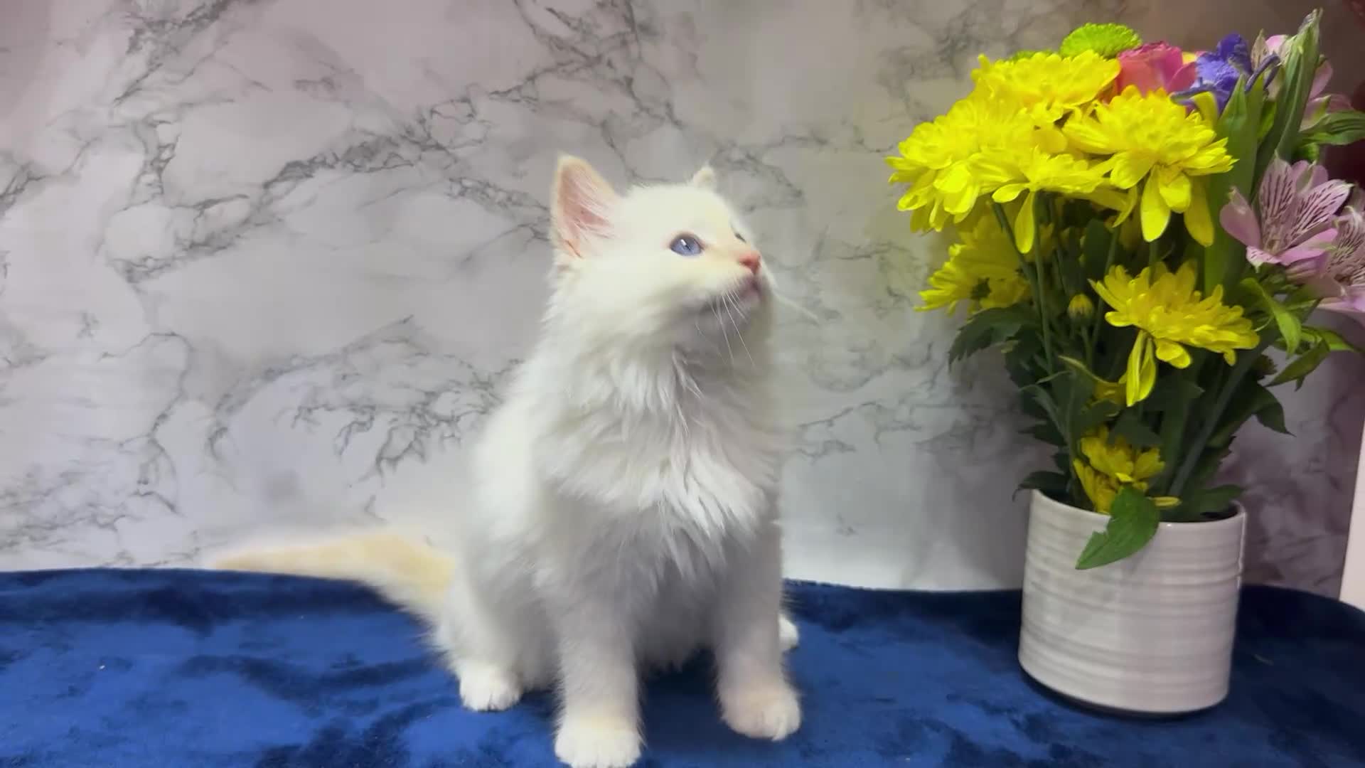 Ragdoll cats for sale: TICA Registered Magnificent Ragdoll kittens  - Video 2