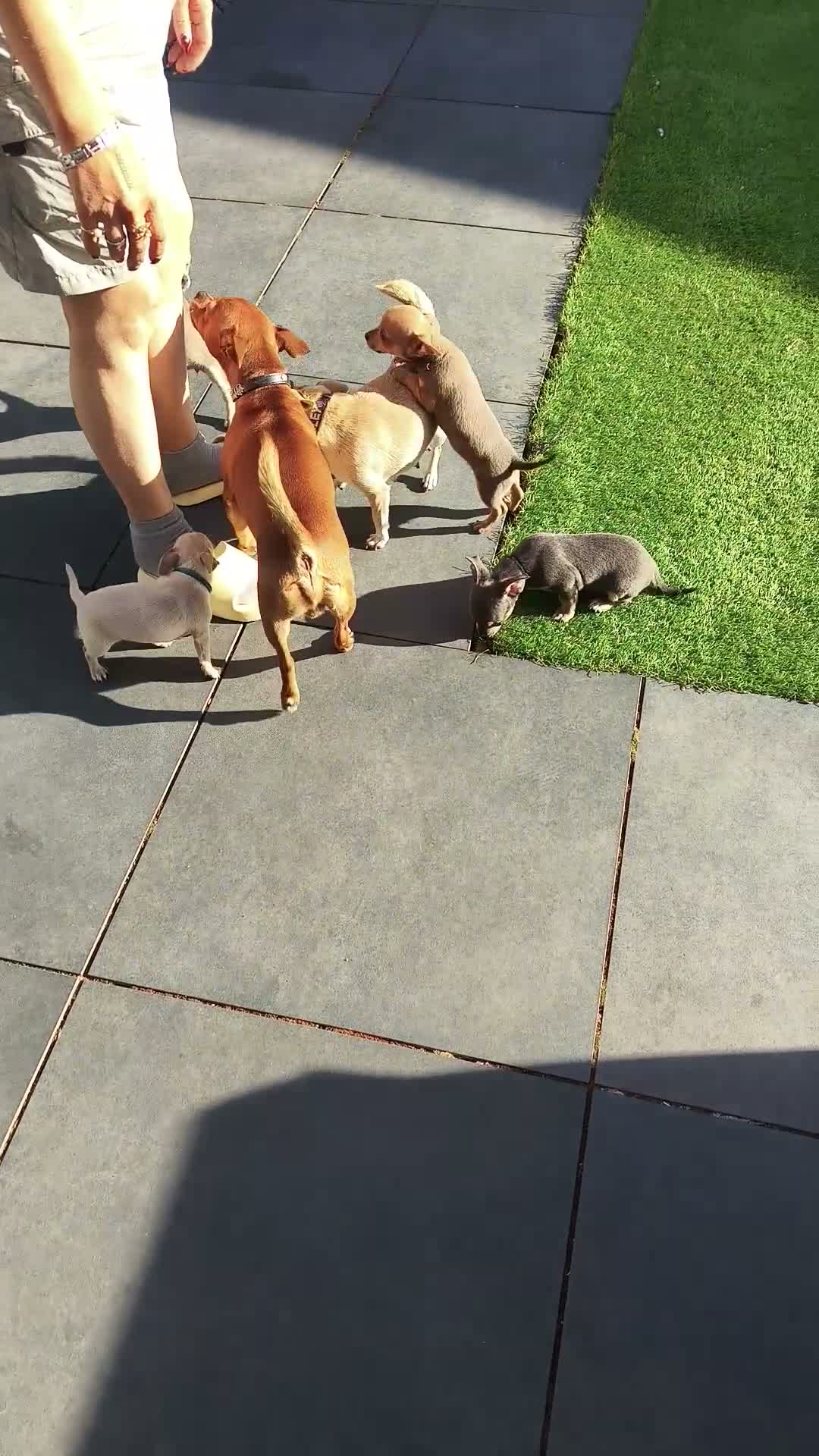 Chihuahua dogs for sale: 🐾4 Adorable Chihuahua Puppies Need Loving Homes🐾 - Video 3