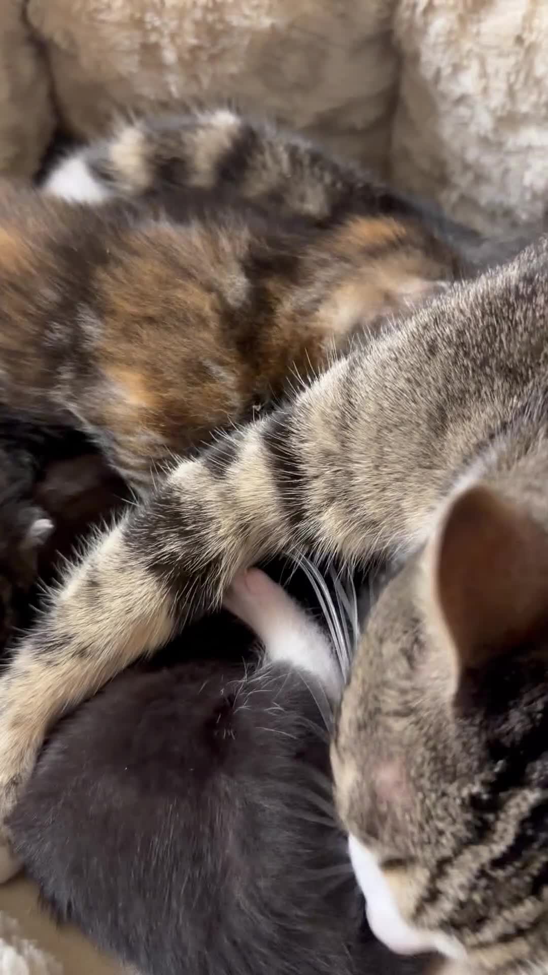 British Shorthair cats for sale: Adorable Kittens, Will be Ready from 22 December! - Video 1