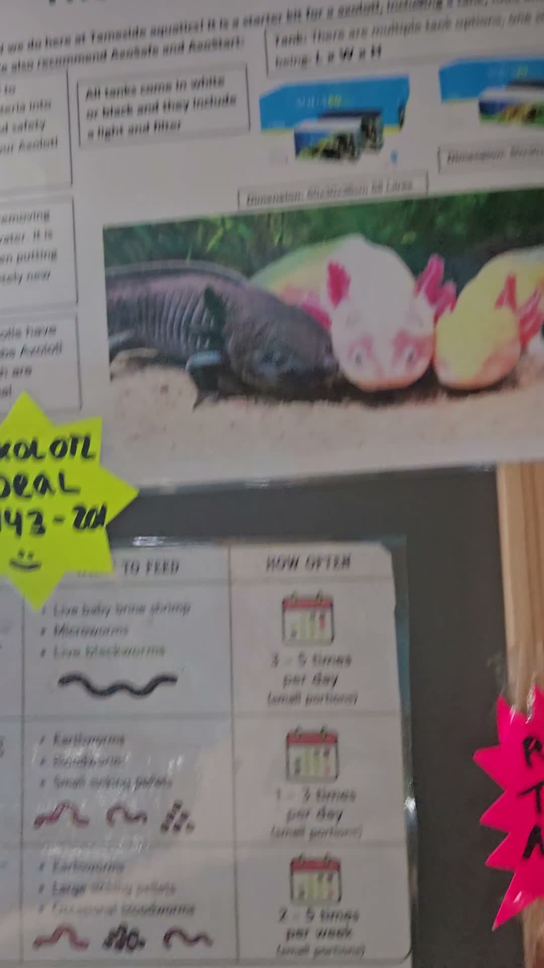 Axolotl reptiles for sale: Small And Big Axolotl @ Tameside Aquatics! 💙 - Video 2