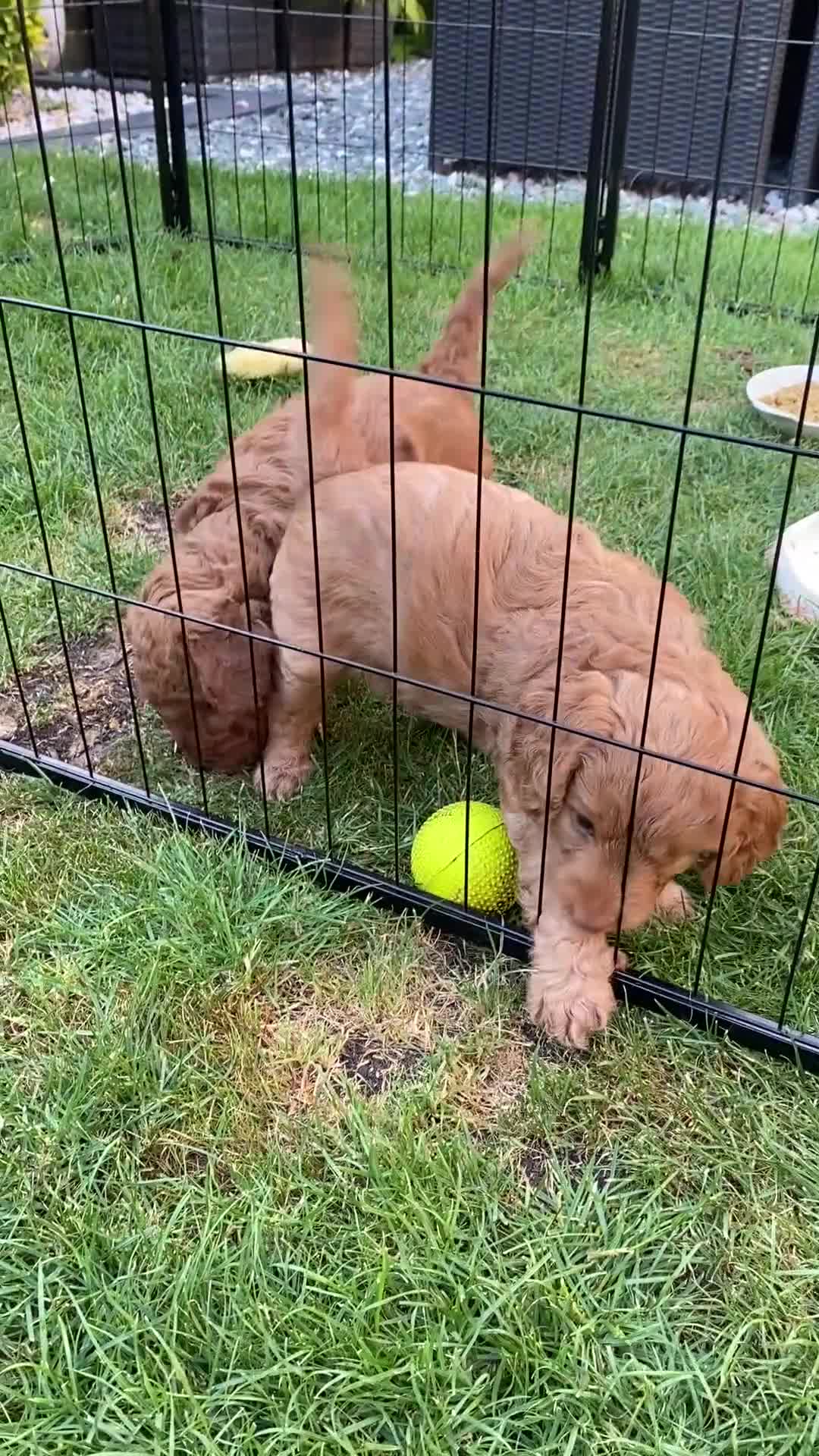 Cockapoo dogs for sale: Cockapoo puppies  - Video 1