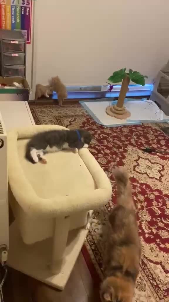 Norwegian Forest Cat cats for sale: 6 Norwegian Forest kittens in Cardiff - Video 2