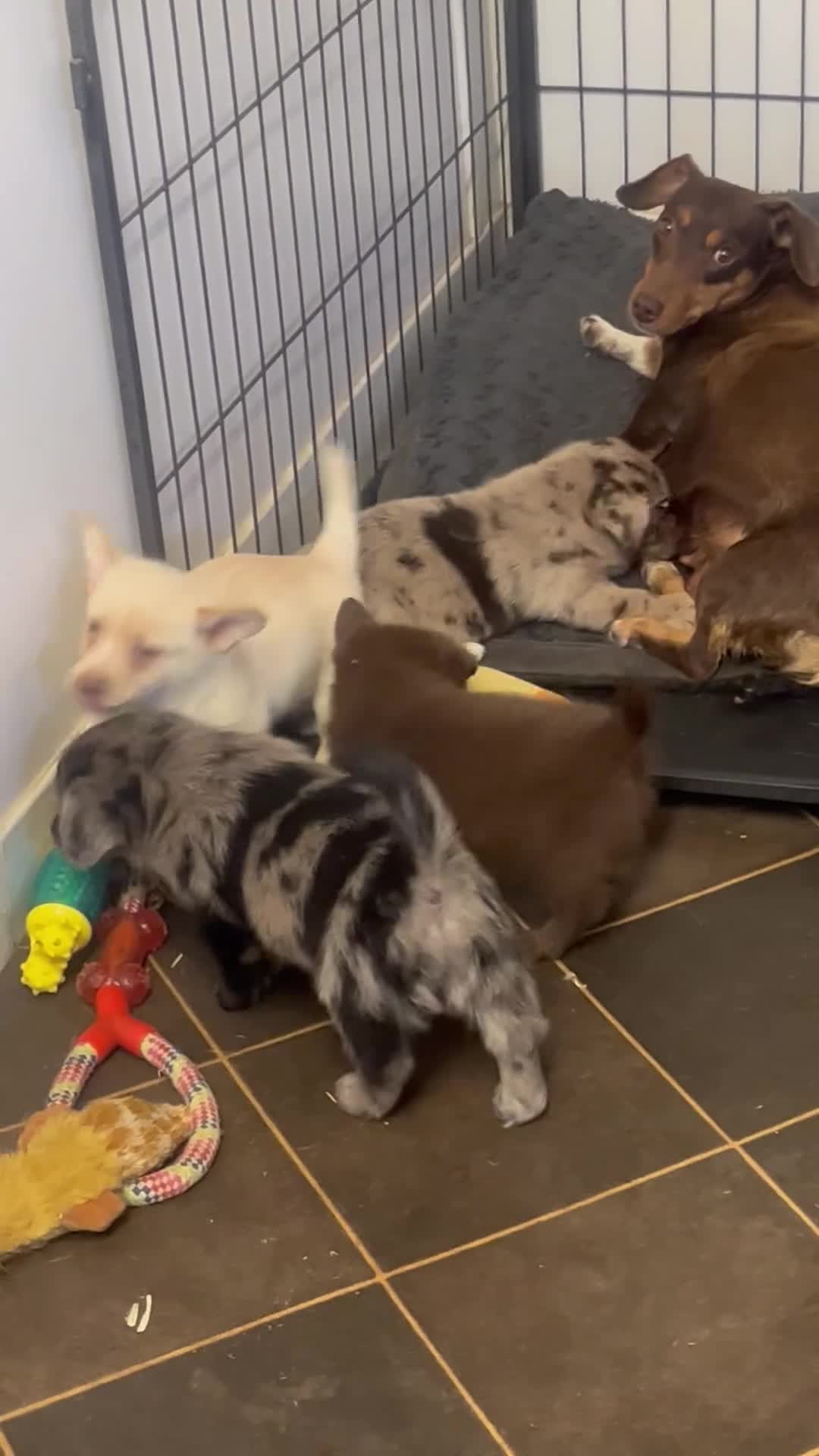 Jack Russell dogs for sale: stunning Jack Russells  - Video 1