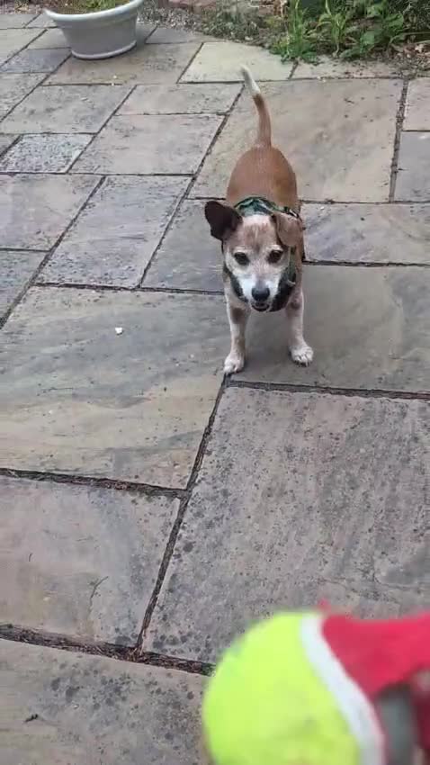 Mixed Breed dogs for adoption: 💙DODGER – A BIG HEART IN A LITTLE 8 YEARS OLD BOY in Bromyard - Video 1