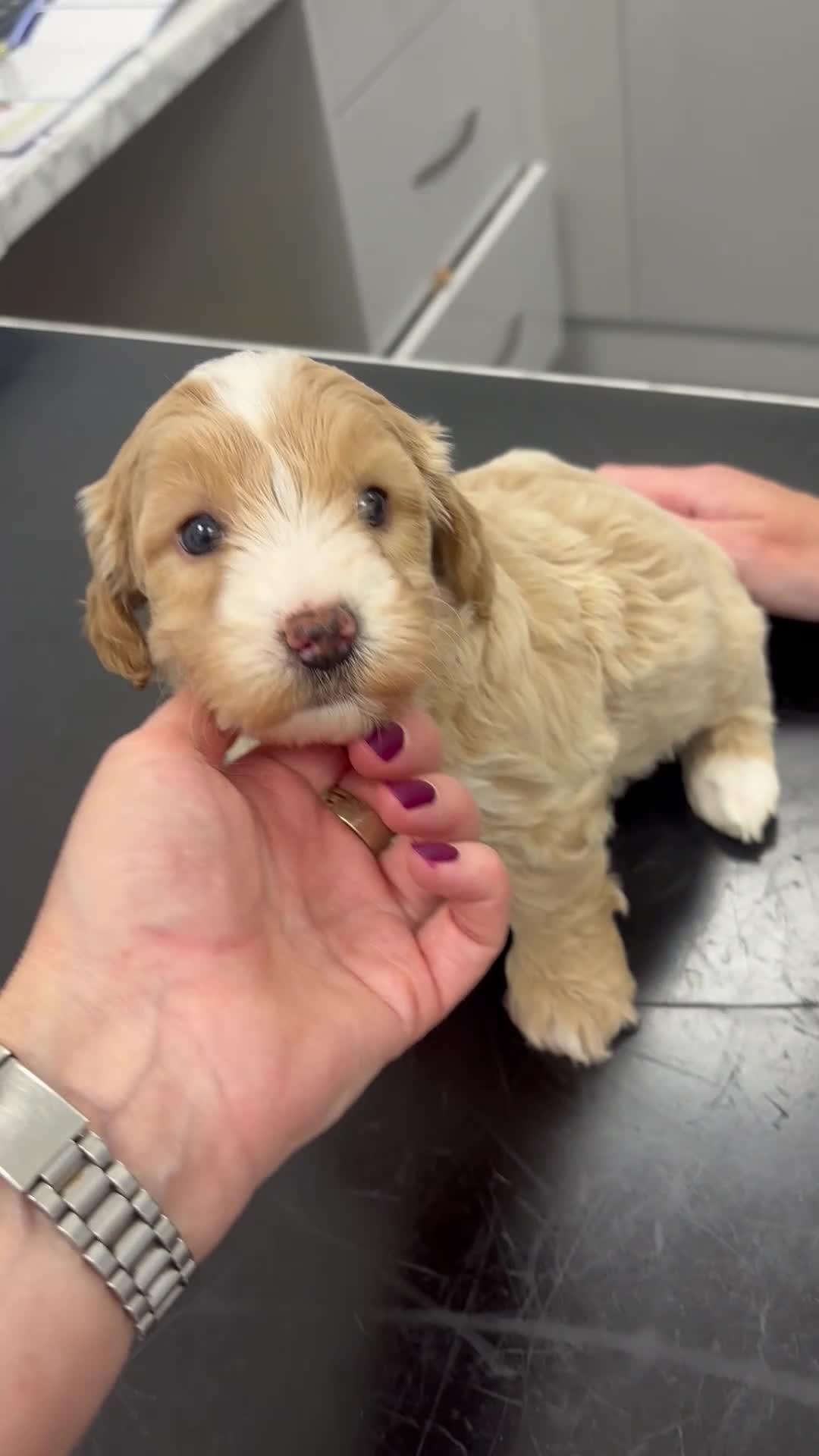 Cockapoo dogs for sale: 🌼4 COCKERPOO’s ready now in CHESHIRE🌼 - Video 1