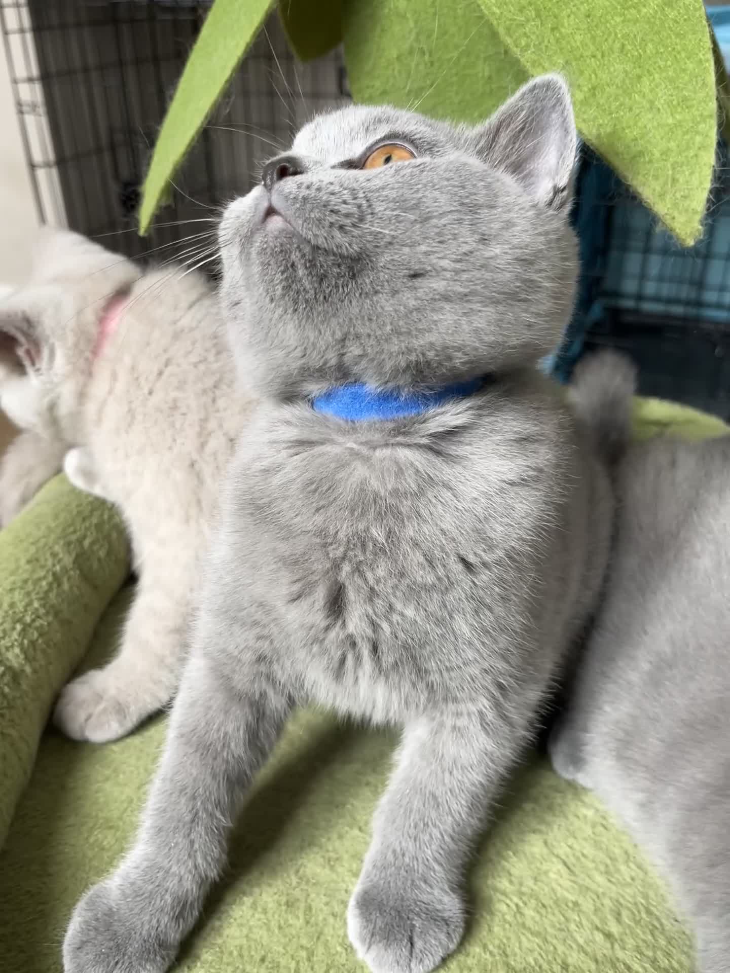 British Shorthair cats for sale: Lilac & Blue BSH’s GCCF available in 1 week 🩵💜 - Video 2