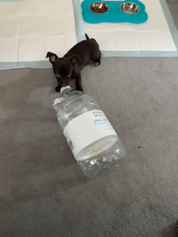 Chihuahua dogs for sale: Beautiful Chihuahua Boy for Sale - Video 2
