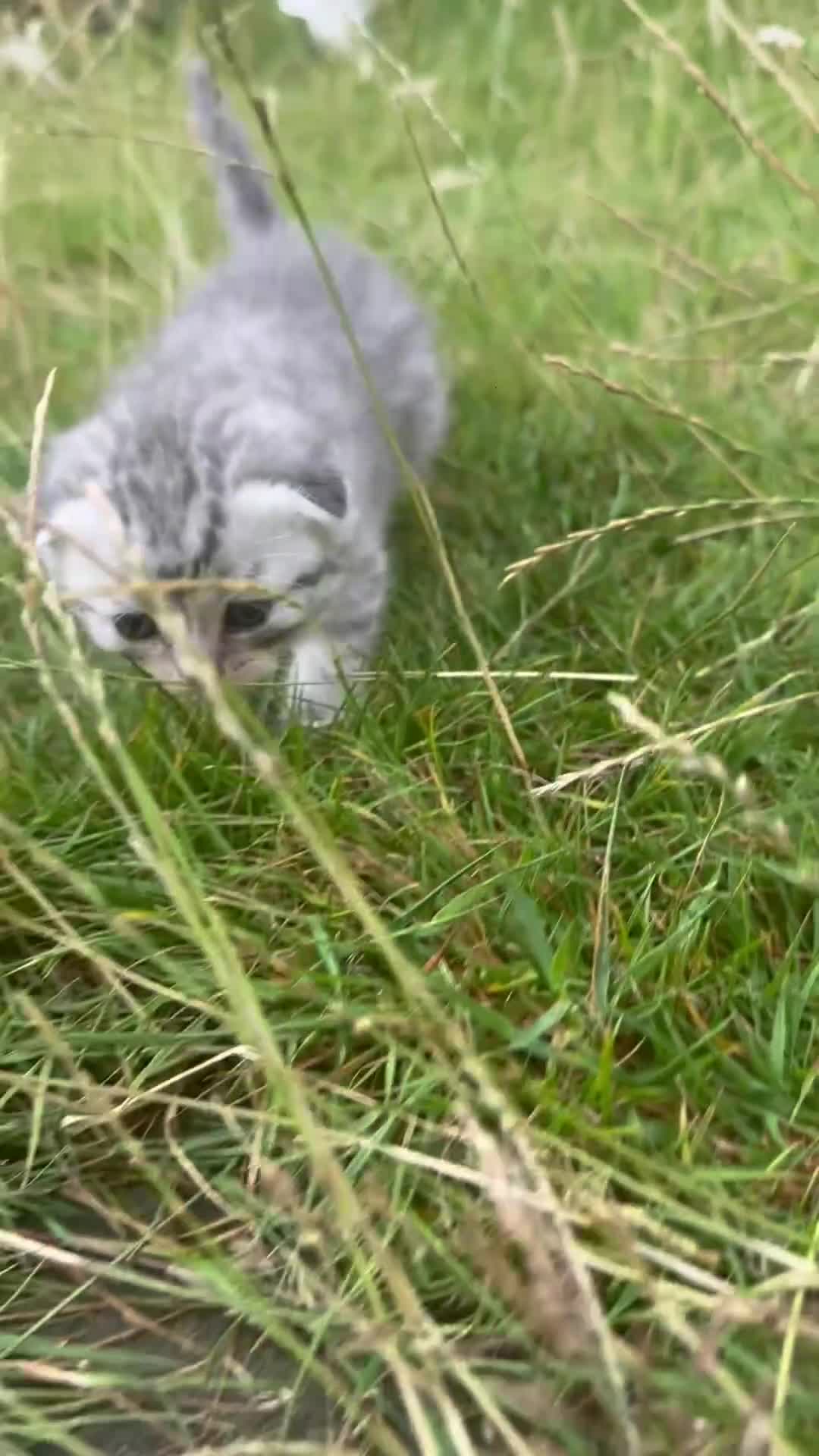 Scottish Fold cats for sale: 🆘🆘READY!🆘🆘Scottish shorthair  - Video 3