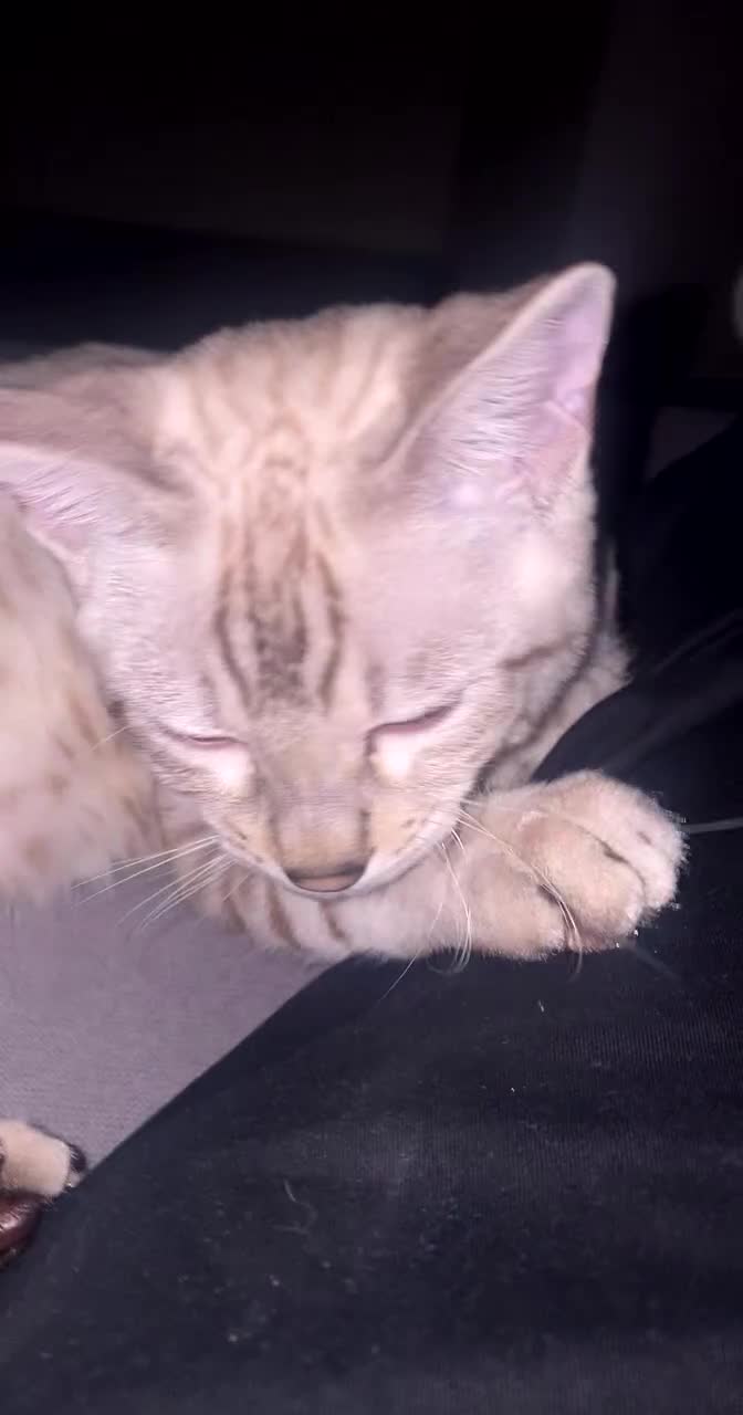Bengal cats for sale: Not available Minx Bengal  - Video 2