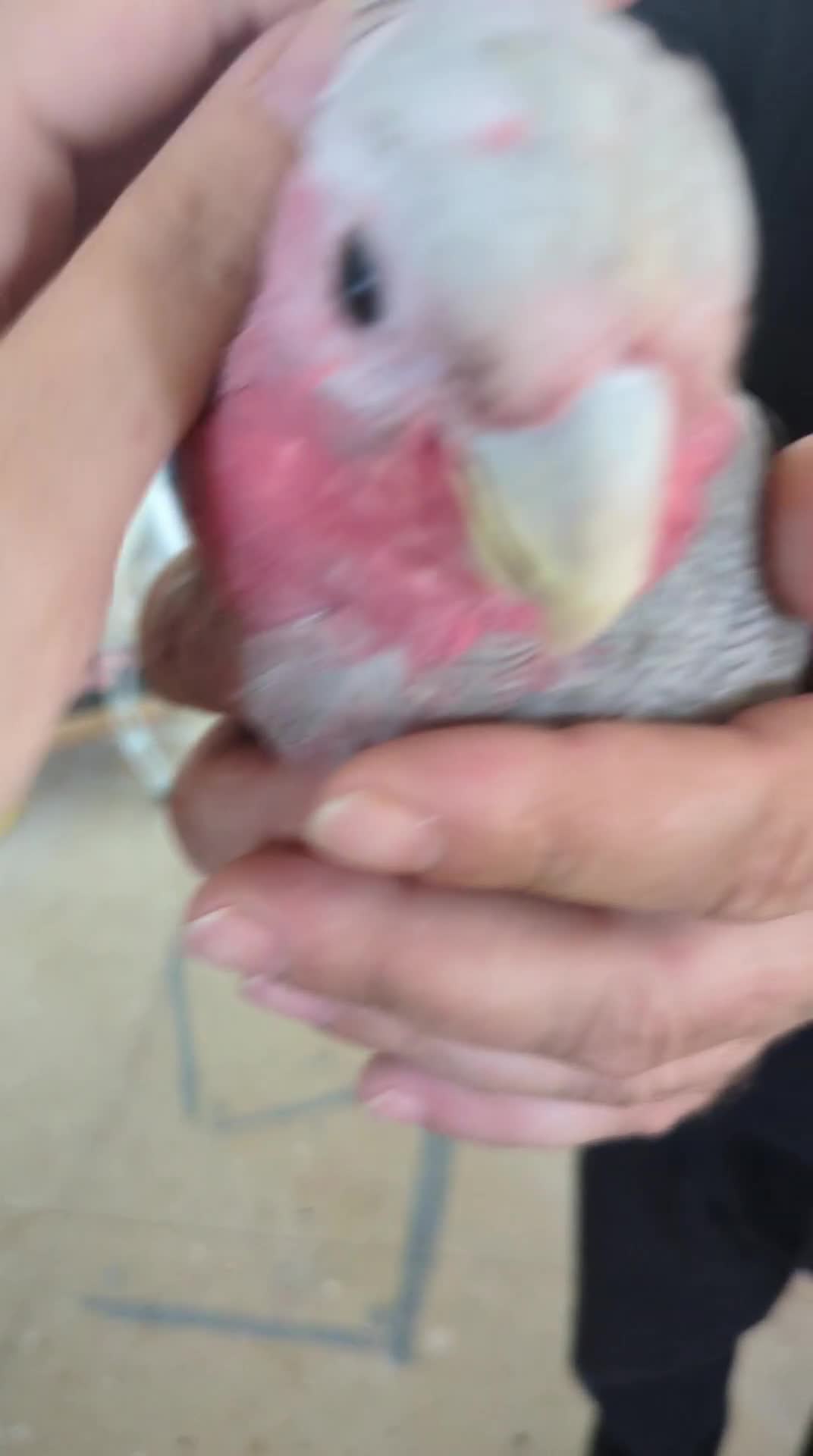 Cockatoo birds for sale: Hand reared baby Galah cockatoos DNA tested cages - Video 1