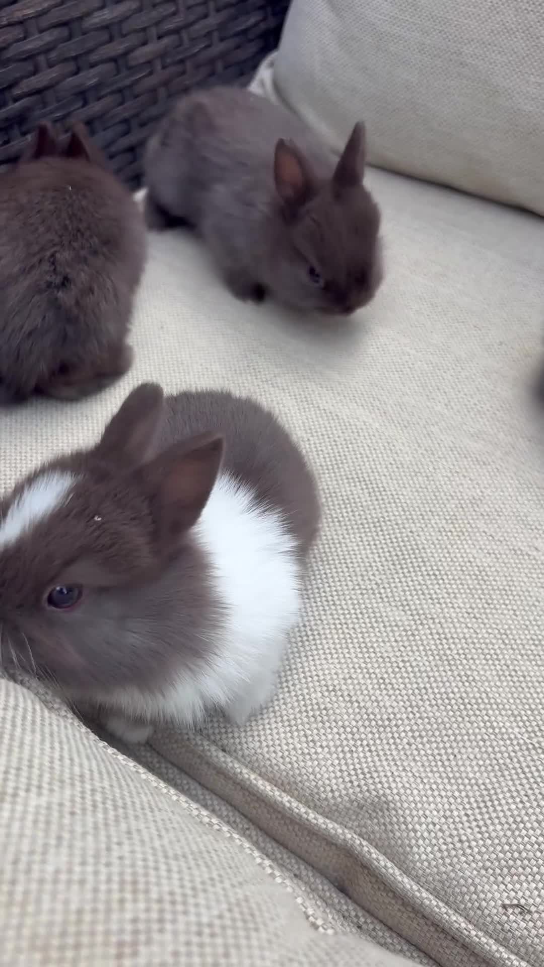 Netherland Dwarf rabbits for sale: Pure Netherland dwarf babies  - Video 2