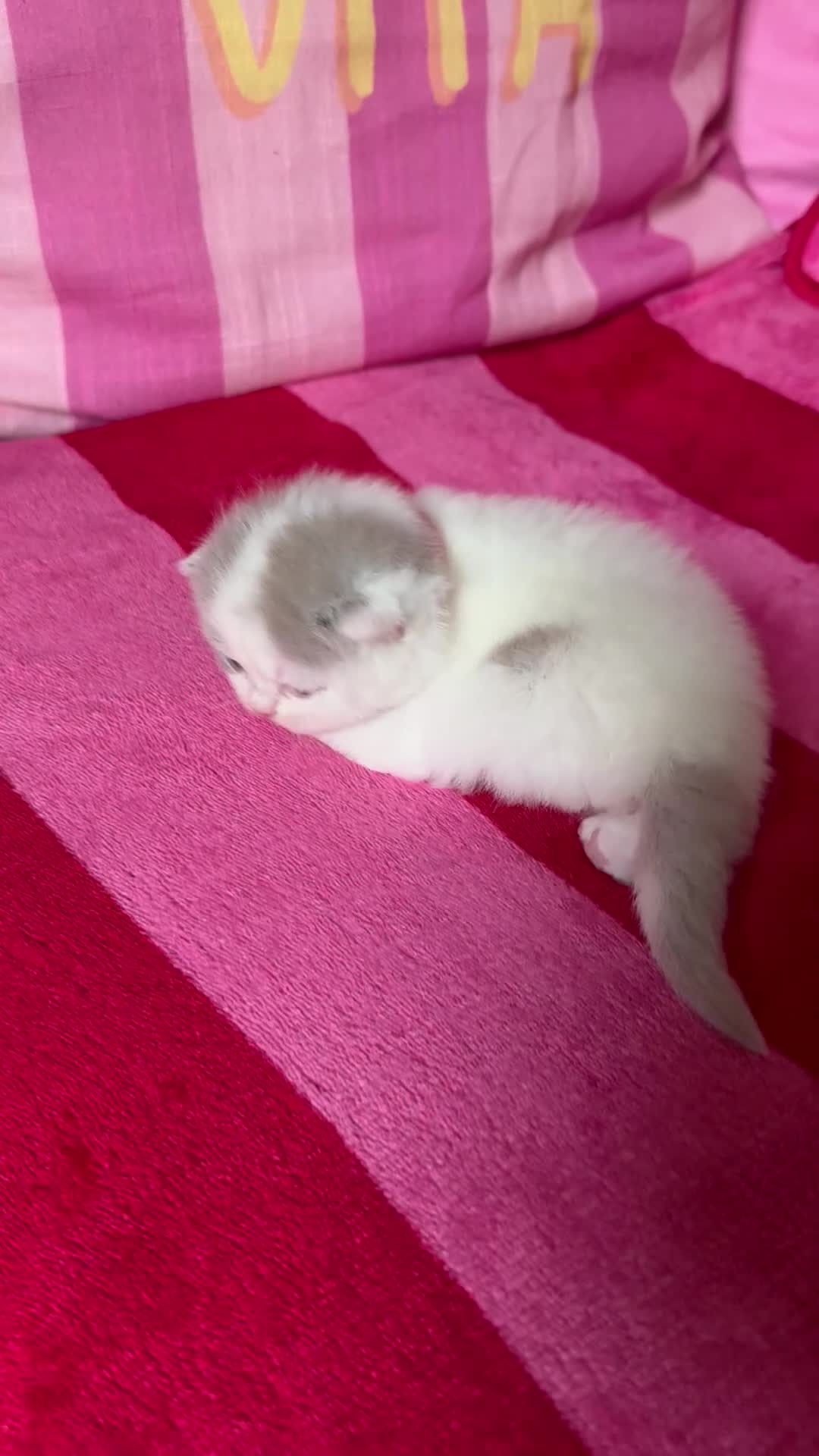 British Shorthair cats for sale: Champion Line British Shorthair Kittens 😻🥇🏆🐾 - Video 2
