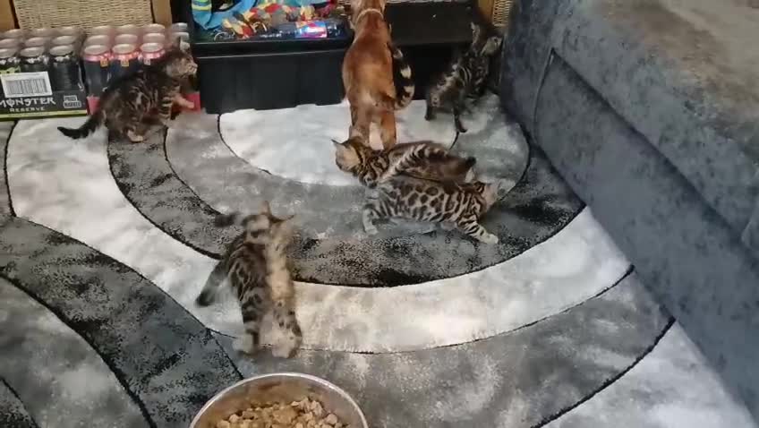 Bengal cats for sale: 3 Beautiful bengal cross breed - Video 1