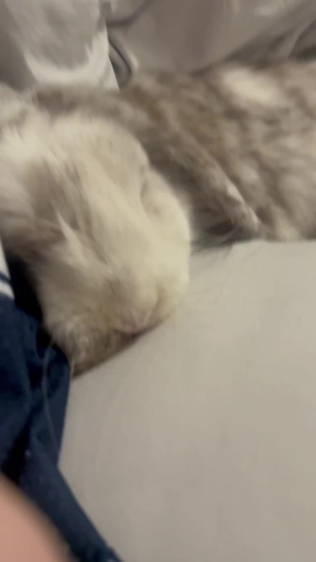 Mini Lion Lop rabbits for sale: Mini lop and double mane lionhead rabbits - Video 1