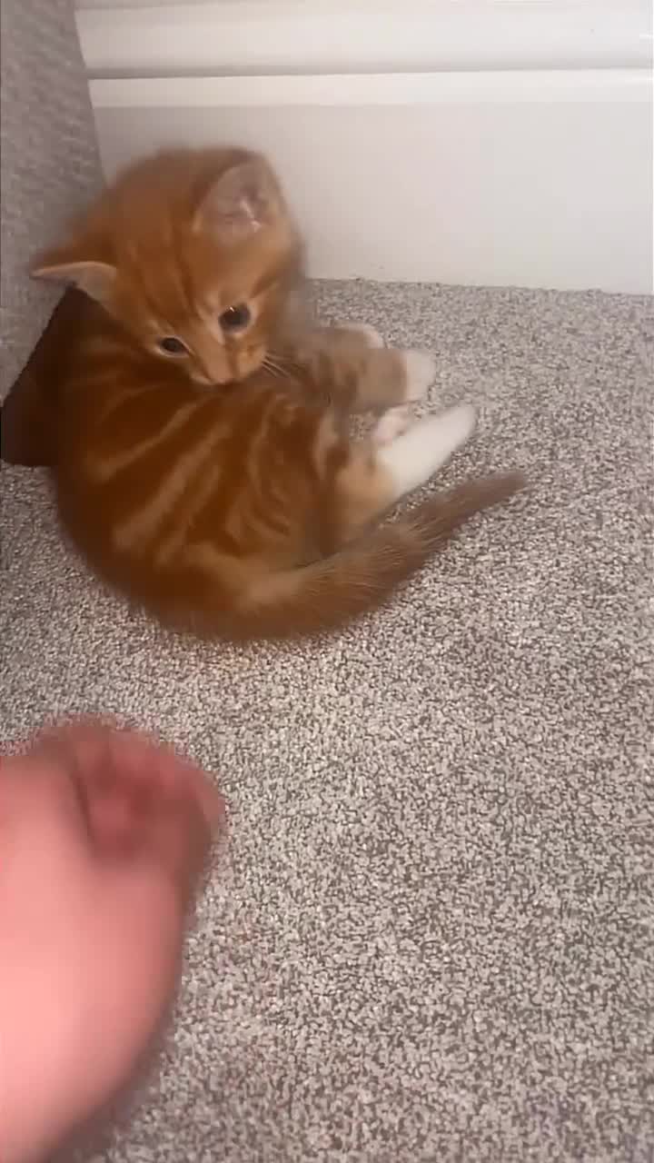 Mixed Breed cats for sale: 1 ginger boy left  - Video 3