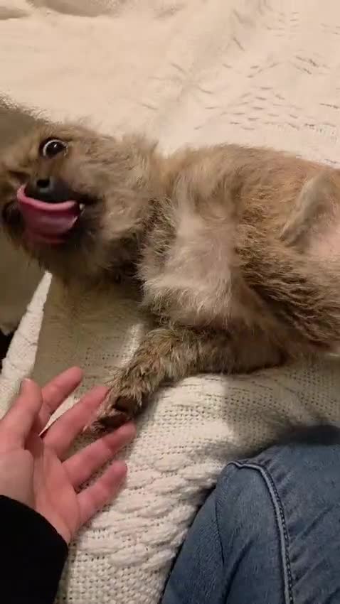 Mixed Breed dogs for adoption: 💙RONNIE Big Personality In Tiny Wrap Chorkie X - Video 5