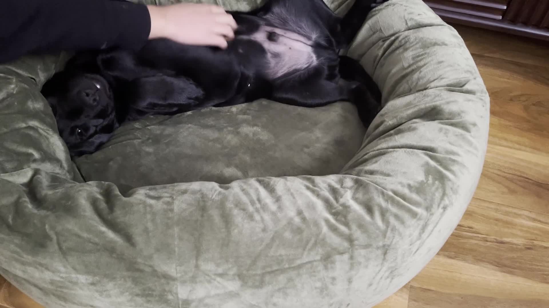 Labrador Retriever dogs for sale: Adorable Labrador Puppy-Healthy & Well-Cared-For - Video 1
