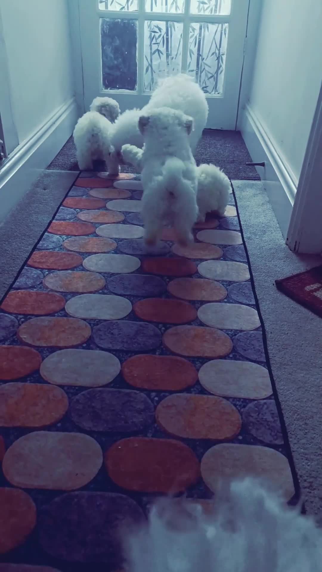 Bichon Frise dogs for sale: BISHON FRISE - Video 1