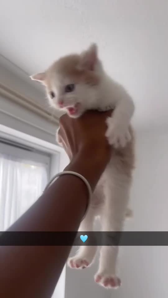 Mixed Breed cats for sale: Our Adorable Mixed-Breed Kittens - Ready June 3rd! - Video 5