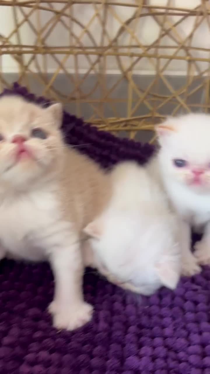 Exotic cats for sale: CHUNKY EXOTICS KITTENS GCCF PARENTS   - Video 1
