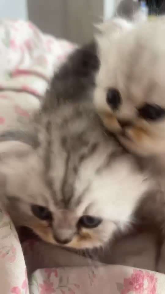 Persian cats for sale: Full pedigree silver shaded Persian kittens  - Video 1