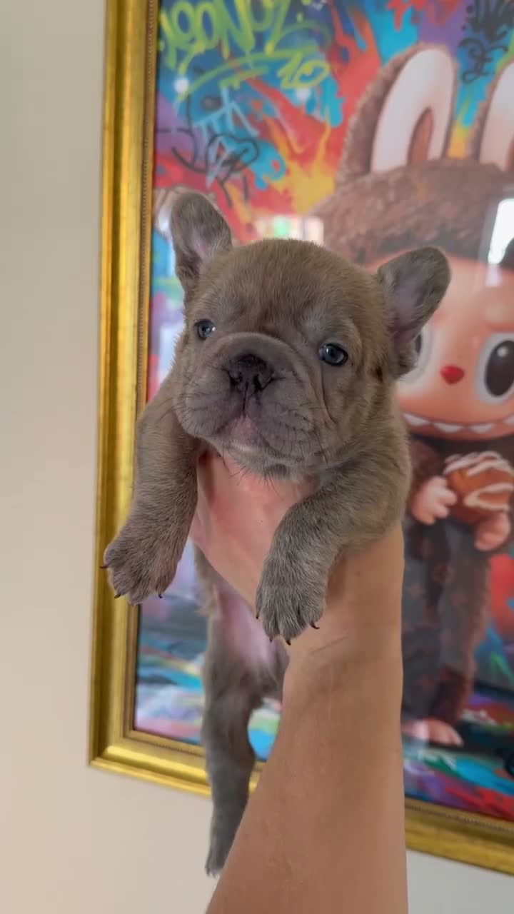 French Bulldog dogs for sale: FRENCHIE BOY’S - Video 2