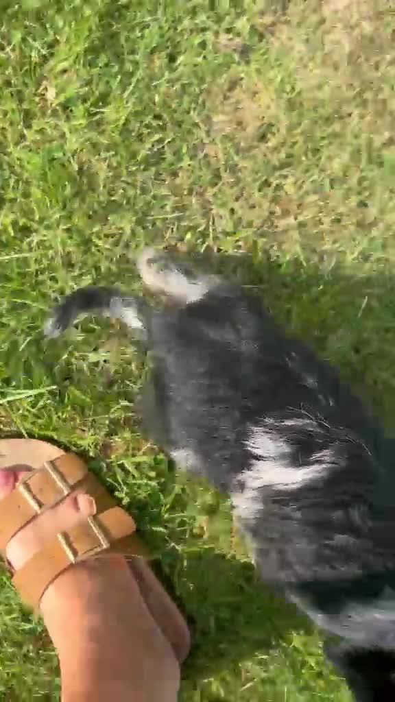 Labradoodle dogs for sale: Toy Labradoodle Puppies - Ready Now!  - Video 2