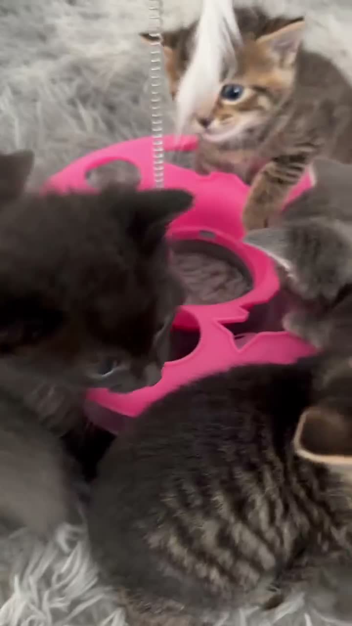 Mixed Breed cats for sale: Very beautiful marbled and striped cats - Video 1