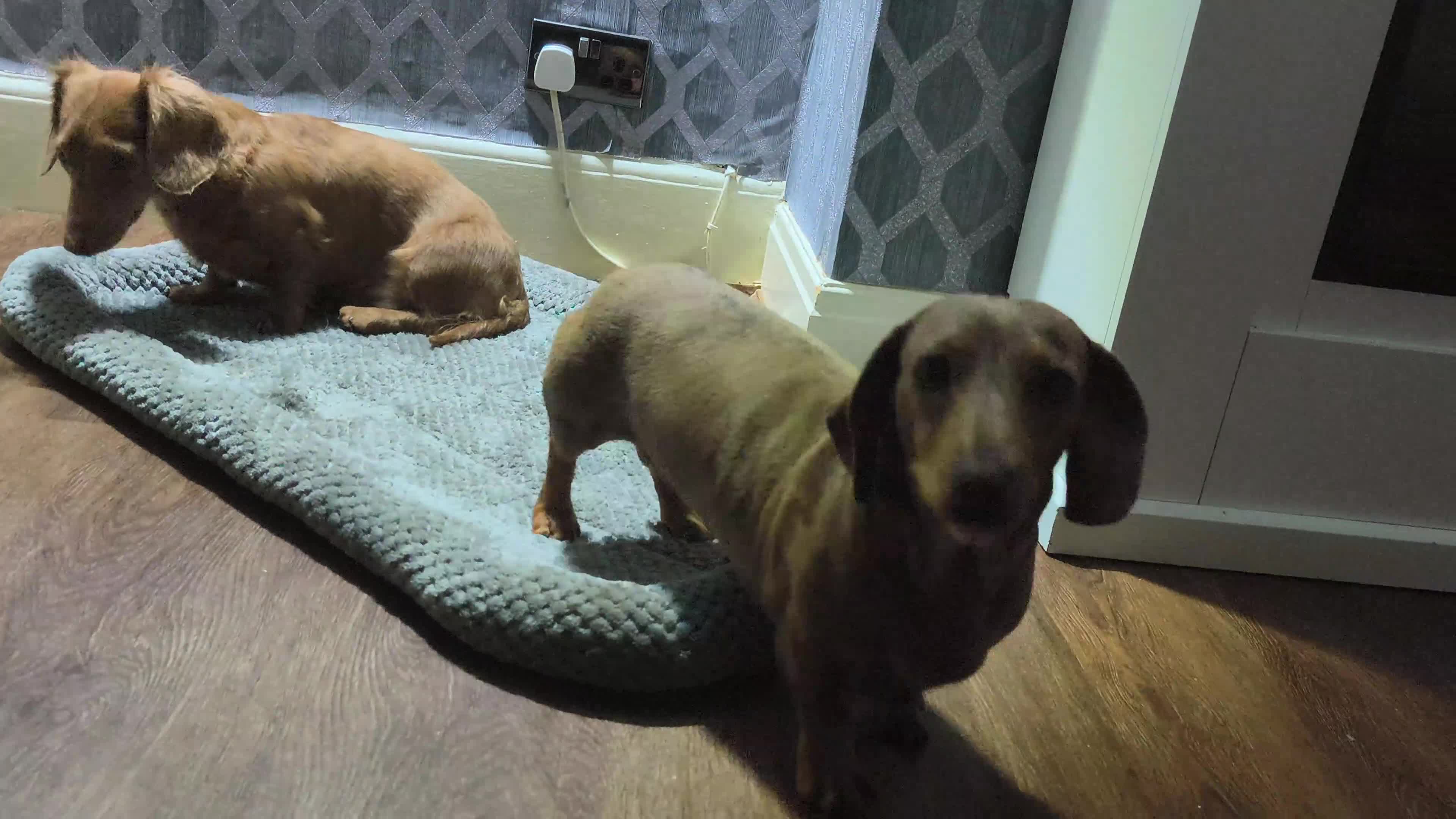 Miniature Dachshund dogs for sale: Looking for a loving home - Video 3