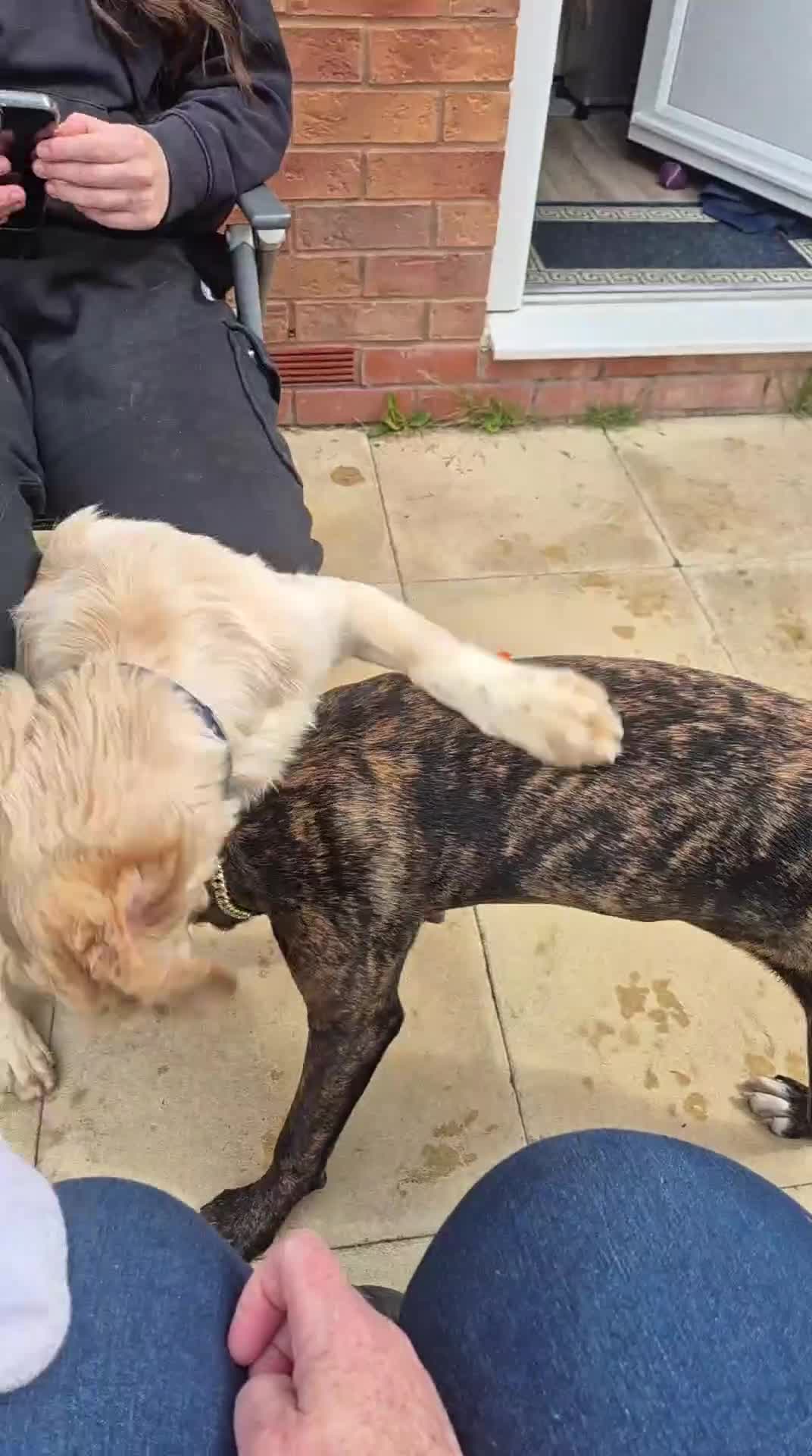 Cockapoo dogs for sale: 8mth Cockerpoo - Video 1